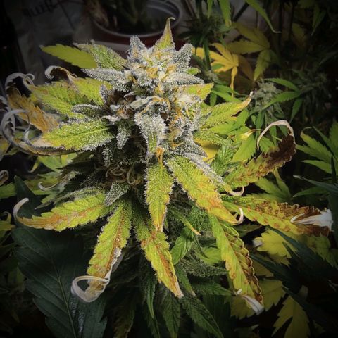 Northern Light Automatic growlog timeline photo