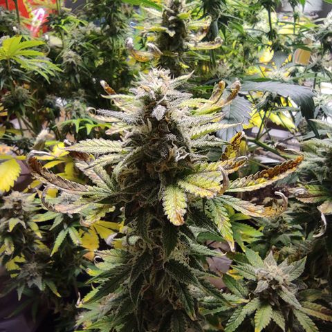 Northern Light Automatic growlog timeline photo