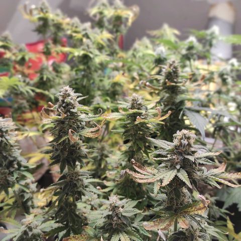 Northern Light Automatic growlog timeline photo