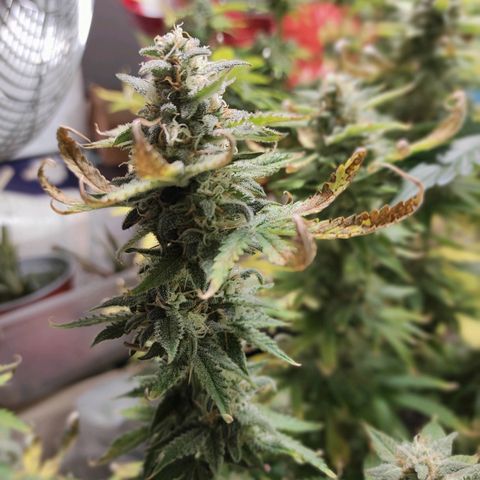 Northern Light Automatic growlog timeline photo