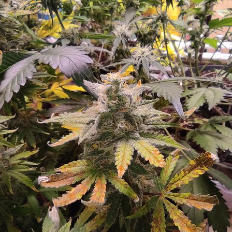 Northern Light Automatic growlog timeline photo