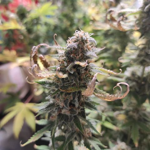 Northern Light Automatic growlog timeline photo
