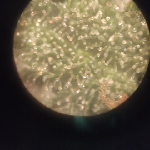 Northern Light Automatic growlog timeline photo