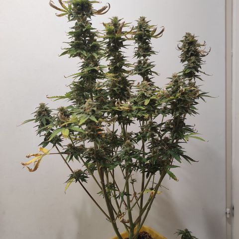 Northern Light Automatic growlog photo: Séchage à l'intérieur pour le moment 