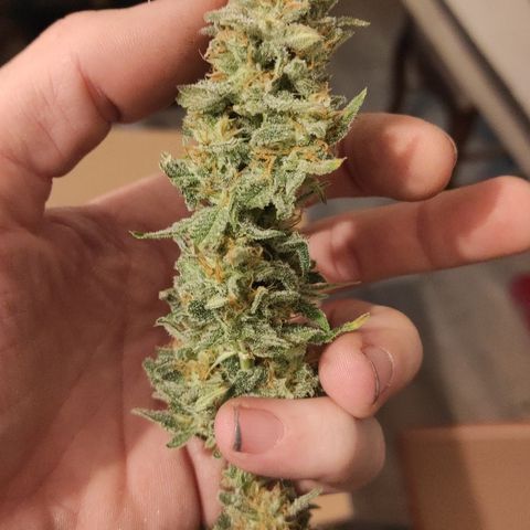 Northern Light Automatic growlog photo: Séchage à l'intérieur pour le moment 