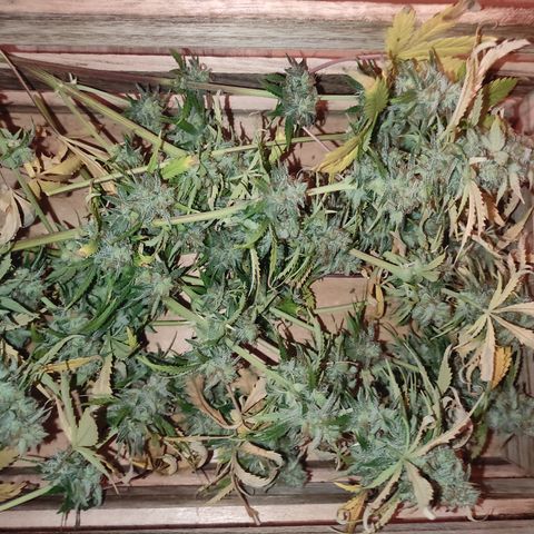 Caramellow Kush Automatic growlog photo: Récolte partielle. Les fleurs du Centre de la plante très serrées sont laissées à mûrir encore quelques jours 
