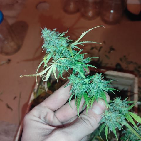 Caramellow Kush Automatic growlog photo: Récolte partielle. Les fleurs du Centre de la plante très serrées sont laissées à mûrir encore quelques jours 