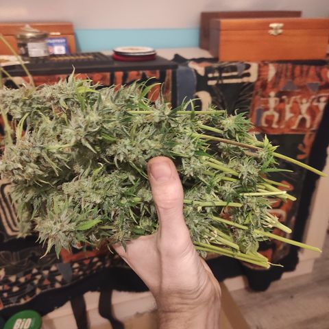 Caramellow Kush Automatic growlog photo: Récolte partielle. Les fleurs du Centre de la plante très serrées sont laissées à mûrir encore quelques jours 