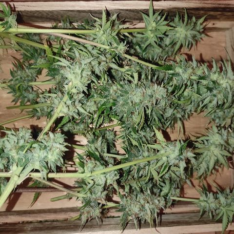 Caramellow Kush Automatic growlog photo: Récolte partielle. Les fleurs du Centre de la plante très serrées sont laissées à mûrir encore quelques jours 