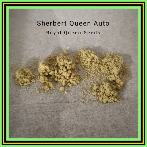 Caramellow Kush Automatic growlog photo: Fabrication de chocolat au cannabis emballé en pochette comme des barrettes de shit. Tamisage à sec de la manucure de la sherbert Queen. Environ 1g pour la première passes. Trop de matière végétale. 