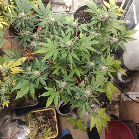 Lemon Haze Auto growlog timeline photo