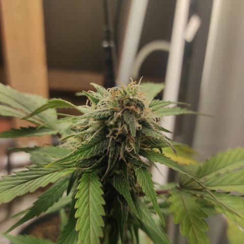 Lemon Haze Auto growlog timeline photo