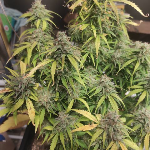 Mimosa x Orange Punch Auto growlog photo: La récolte est proche 
