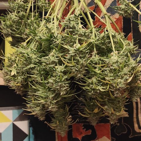 Mimosa x Orange Punch Auto growlog photo: Coupe de la plante entière, séparation du cola central pour aérer un peu les têtes qui sont très serrées 