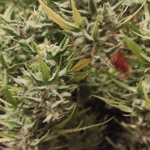Mimosa x Orange Punch Auto growlog photo: Coupe de la plante entière, séparation du cola central pour aérer un peu les têtes qui sont très serrées 