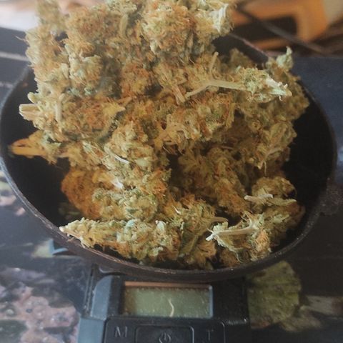 Northern Light Automatic growlog photo: 15g début du curing