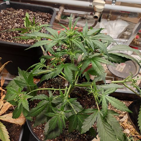 Purple bud  growlog photo: LST