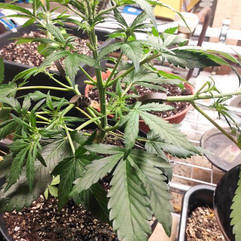 Purple bud  growlog photo: LST
