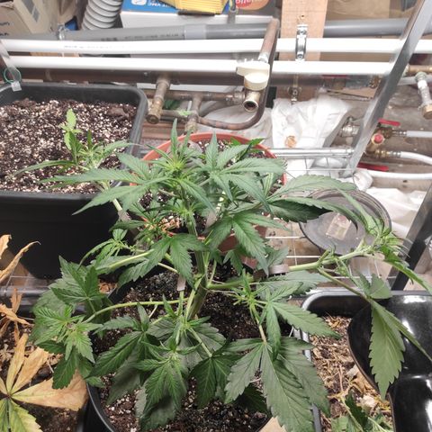 Purple bud  growlog photo: LST