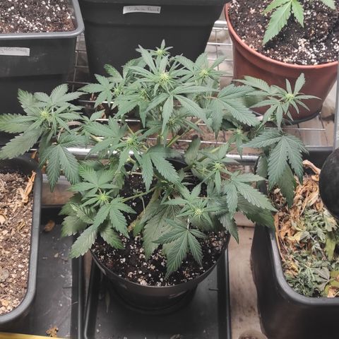 Purple bud  growlog timeline photo