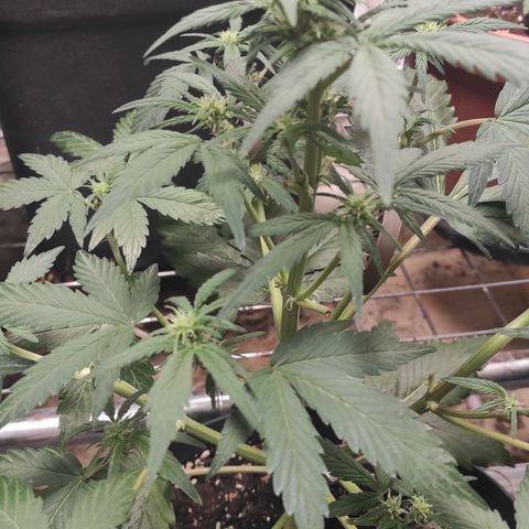 Purple bud  growlog timeline photo