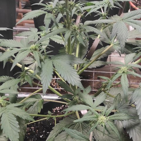Purple bud  growlog timeline photo