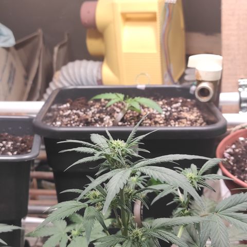Purple bud  growlog timeline photo