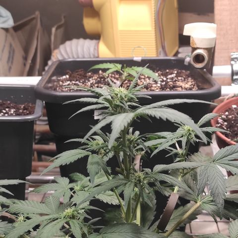 Purple bud  growlog timeline photo