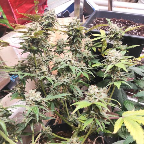 Lemon Haze Auto growlog timeline photo