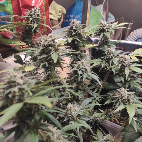 Lemon Haze Auto growlog timeline photo