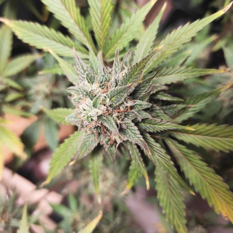 Lemon Haze Auto growlog timeline photo