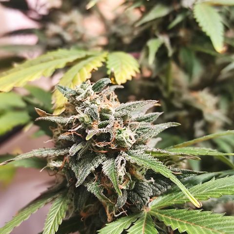 Lemon Haze Auto growlog timeline photo