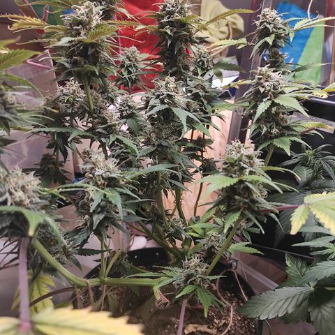Lemon Haze Auto growlog timeline photo