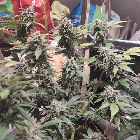 Lemon Haze Auto growlog timeline photo