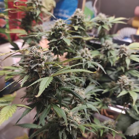 Lemon Haze Auto growlog timeline photo