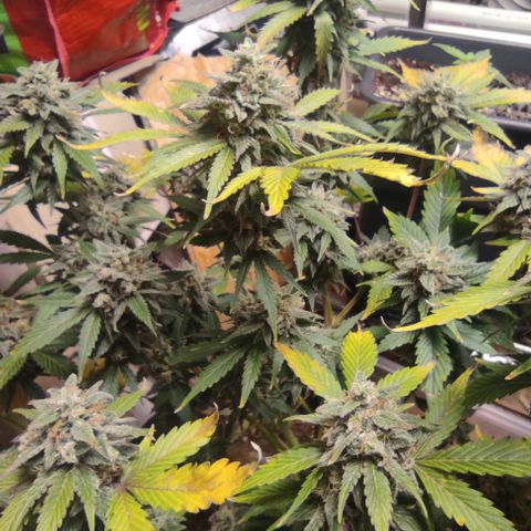 Lemon Haze Auto growlog timeline photo