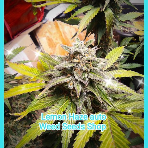Lemon Haze Auto growlog timeline photo
