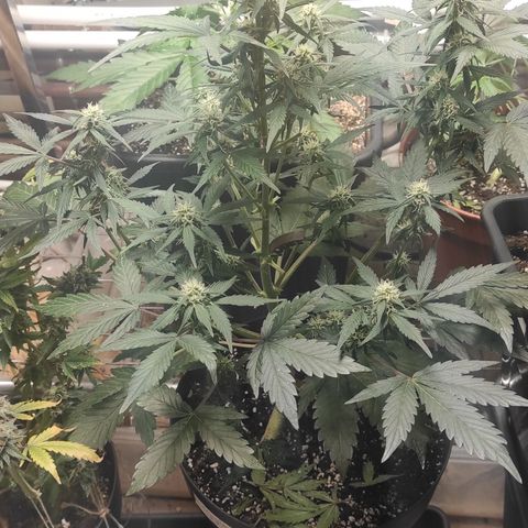 Purple bud  growlog timeline photo