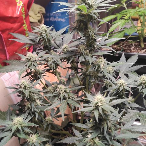 Purple bud  growlog timeline photo