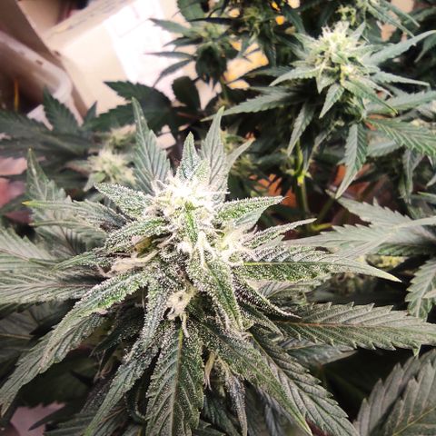 Purple bud  growlog timeline photo