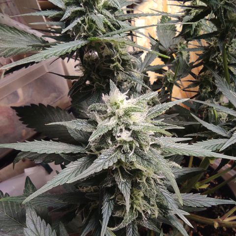 Purple bud  growlog timeline photo