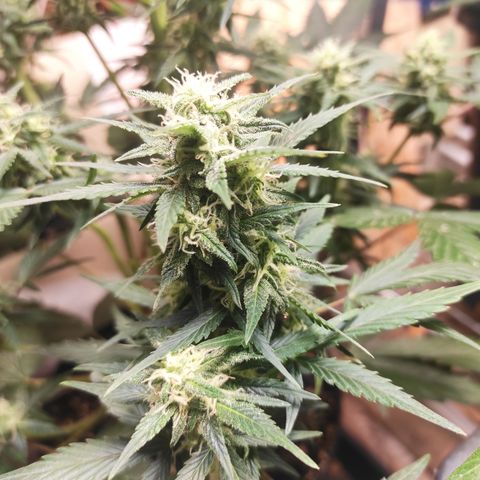 Purple bud  growlog timeline photo