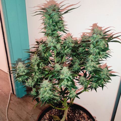 Purple bud  growlog timeline photo