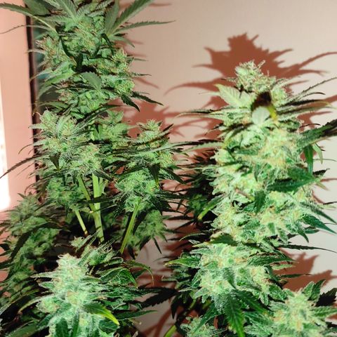 Purple bud  growlog timeline photo