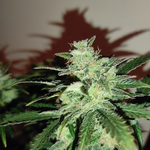 Purple bud  growlog timeline photo