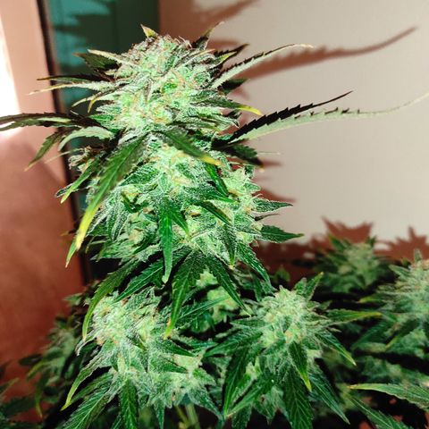 Purple bud  growlog timeline photo