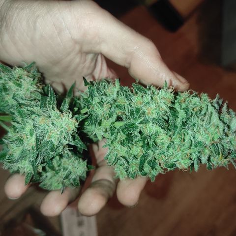 Purple bud  growlog timeline photo