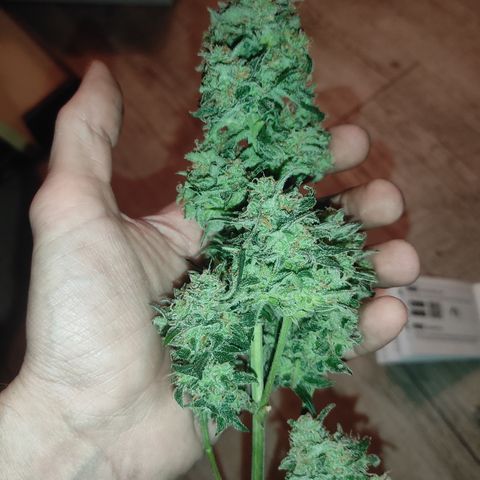 Purple bud  growlog timeline photo