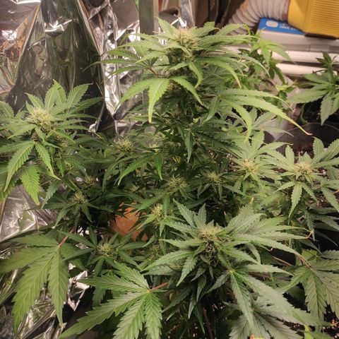 Honey Melon Kush Automatic growlog timeline photo