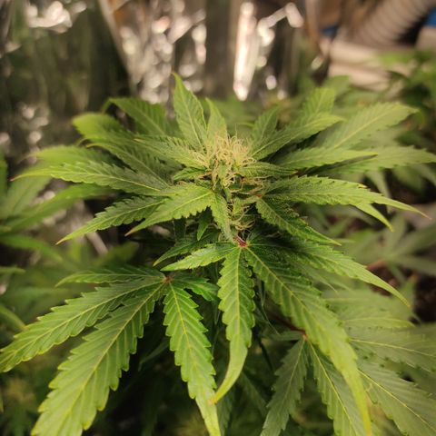 Honey Melon Kush Automatic growlog timeline photo